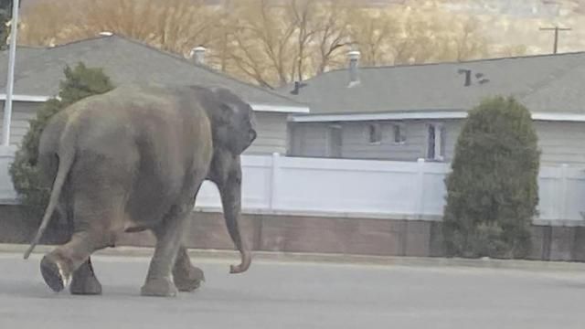 This image provided by Matayah Utrayle-Shaylene Smith shows an escaped elephant crossing the road in Butte, Mont., on Tuesday, April 17, 2024. The sound of a vehicle backfiring spooked a circus elephant while she was getting a pre-show bath leading the pachyderm to break through a fence and take a brief walk, stopping noontime traffic on the city's busiest street before before being loaded back into a trailer. (Matayah Utrayle-Shaylene Smith via AP)