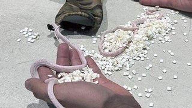 This photo provided by Transportation Security Administration shows a bag detected by TSA agents that contained snakes hidden in a passenger’s pants at a checkpoint at the Miami International Airport on Friday, April 26, 2024. TSA said the snakes were turned over to the Florida Fish and Wildlife Conservation Commission. (Transportation Security Administration via AP)