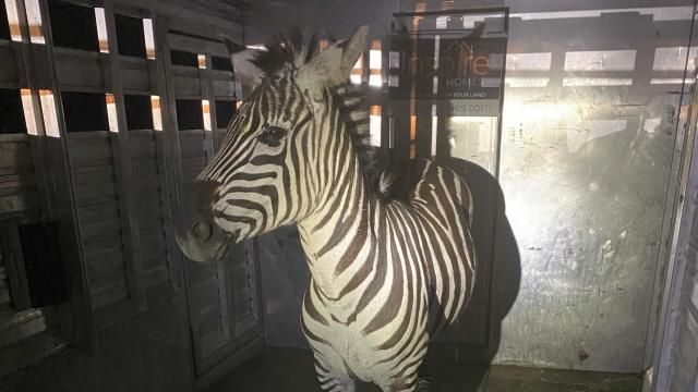 This photo provided by the Regional Animal Services of King County shows the zebra Shug in a trailer after it was captured Friday, May 3, 2024, in Riverbend, Wash., about 30 miles (48 kilometers) east of Seattle. The zebra was one of four that escaped as they were being transported from Washington to Montana last Sunday. (Regional Animal Services of King County via AP)