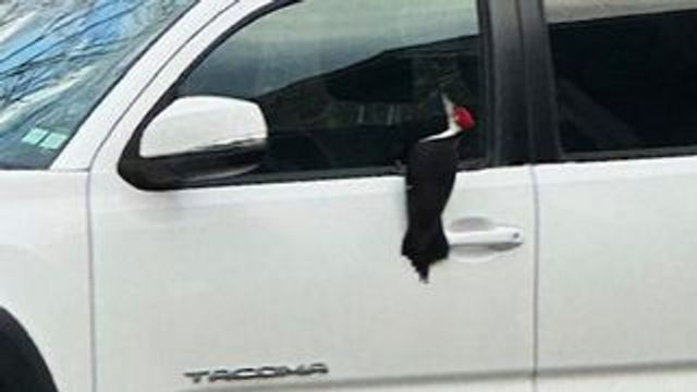 In this photograph provided by Janelle Favaloro, a woodpecker rests on a pick-up truck door, admiring its reflection in the sideview mirror, outside a home during April 2025, in Rockport, Mass. (Janelle Favaloro photo via AP)
