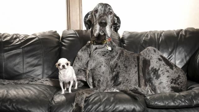 This April 5, 2025, photo shows Pearl, the world's shortest living dog, posing with Reginald, the world's tallest living dog, both certified by Guinness World Records, during a play date in Idaho Falls, Idaho. (Photo by Natalie Behring/Guinness World Records via AP)