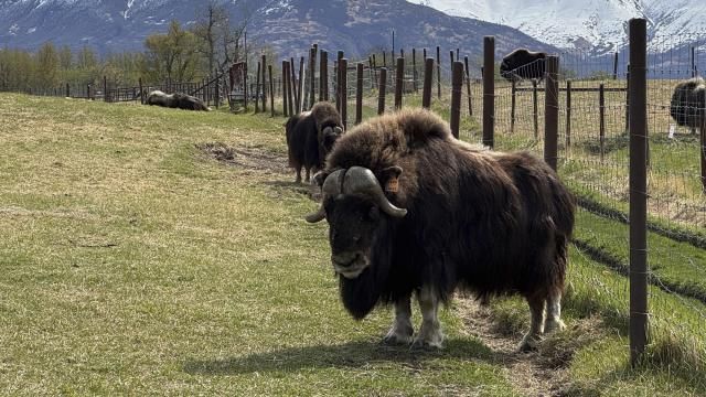 Musk oxen are shown Saturday, May 10, 2025, at the Musk Ox Farm in Palmer, Alaska. (AP Photo/Mark Thiessen)