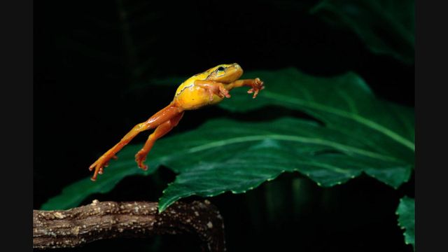 The science behind a frog's leap