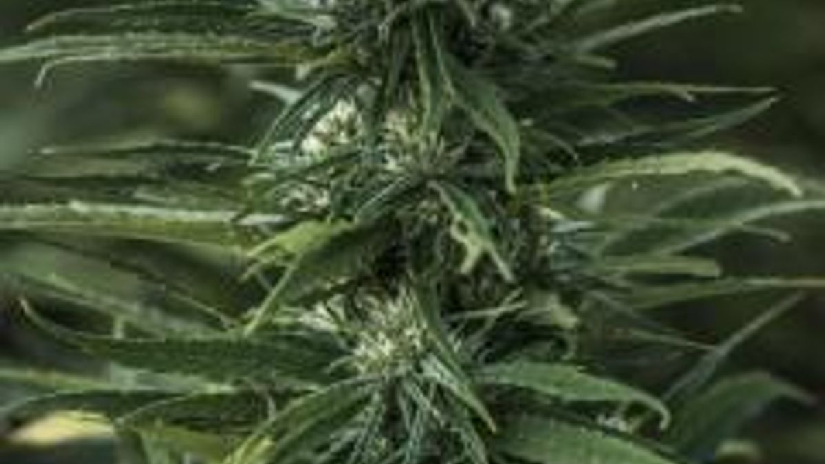 NC hemp bill passes key Senate committee