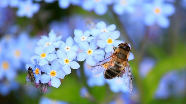 To coincide with World Bee Day, the Cary-base software analytics firm today confirmed it is working on three separate projects where technology is monitoring, tracking and improving pollinator populations around the globe.