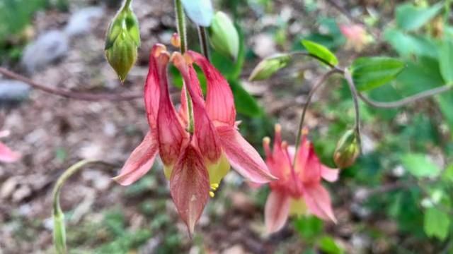EARNHARD-2 Columbine