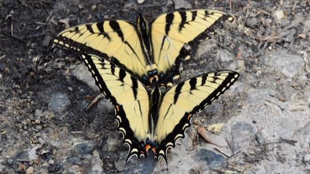 EARNHRDT-4 Swallowtails