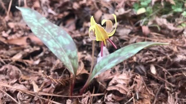 Earnhardt-1 Trout Lily