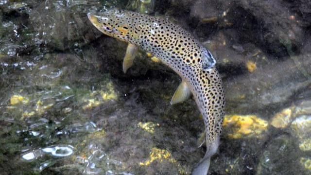 EARNHARDT-9 Trout
