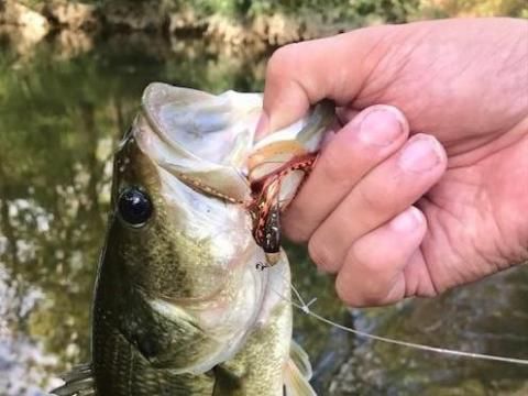 EARNHARDT-7 Bass
