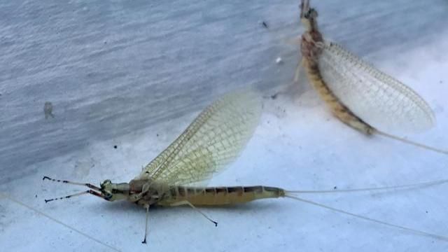 EARNHARDT-9 Mayflies