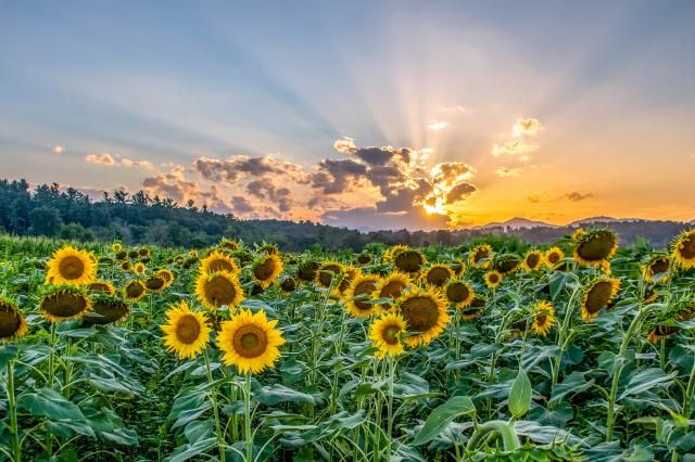 Sunset rays over a field of sunflowers