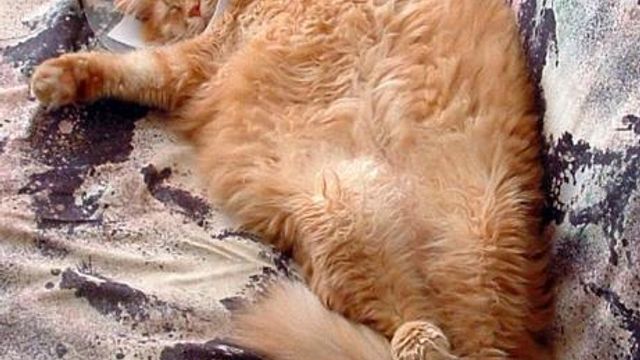 Cheese Recovers from his PU surgery Cheese Recovers from his PU surgery