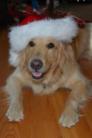 Leno the Christmas Dog