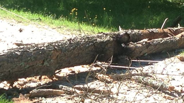 Near Miss: Tree knocks down power lines in Clayton