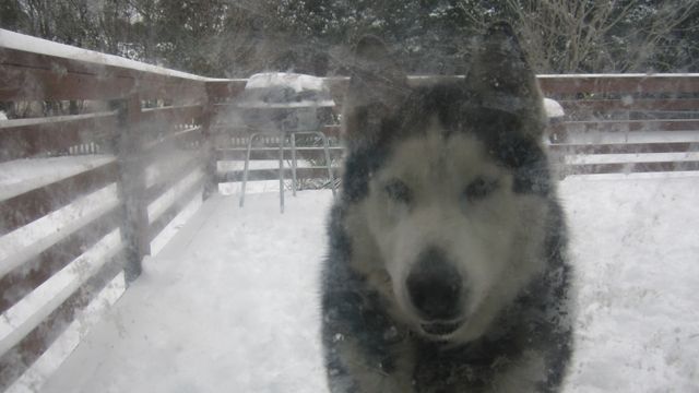 Raw: Dogs play in snow