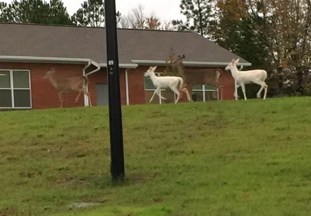 Albino Deer