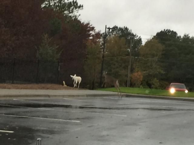 Albino Deer