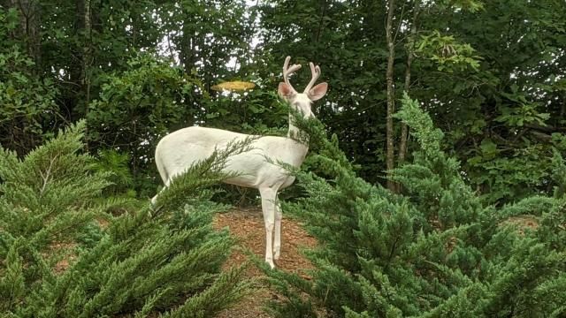White deer spotted in our backyard in Raleigh