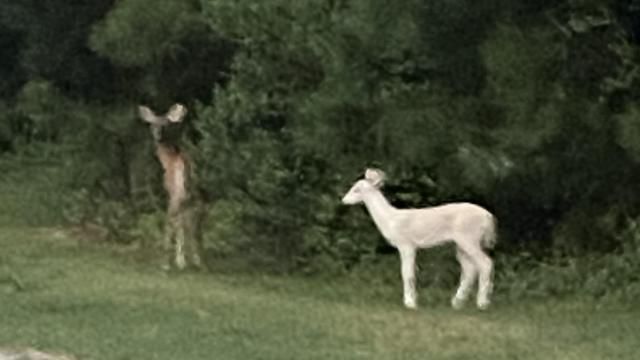 Albino Deer