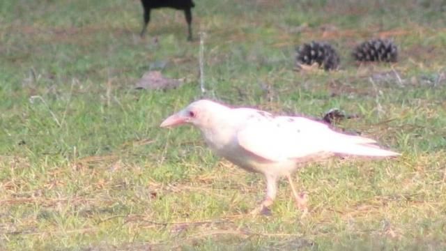 White Crow