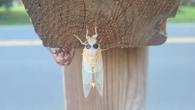 A just hatched cicada on my mailbox post.