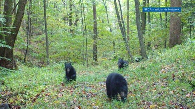 NC DOT project hopes to lower wildlife mortality rate