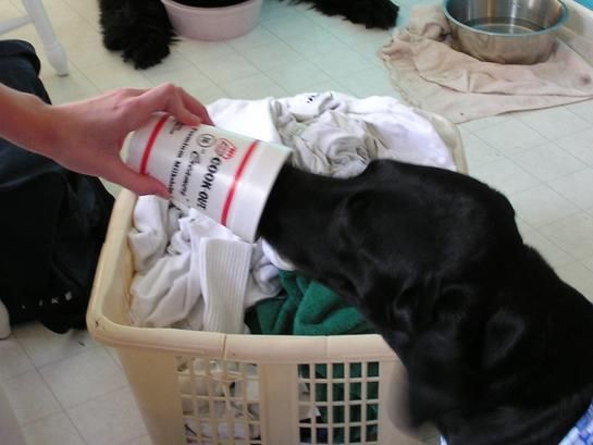 Cook-Out's new Spokesdog