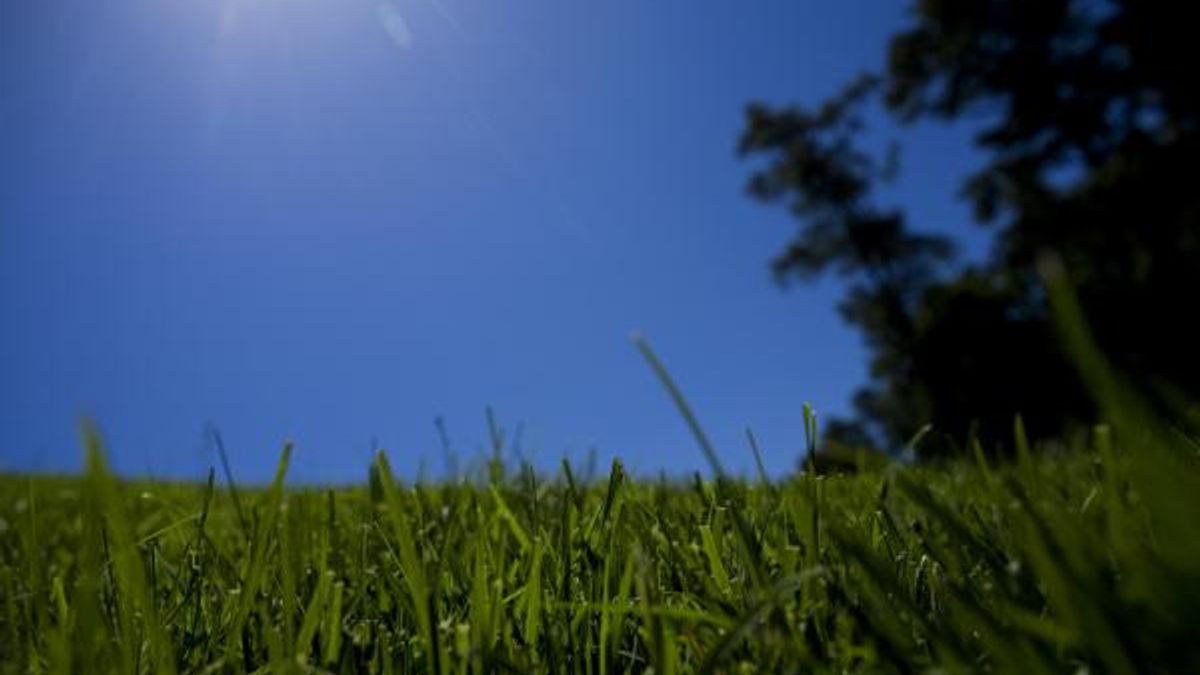 Blue Sky, Green Grass