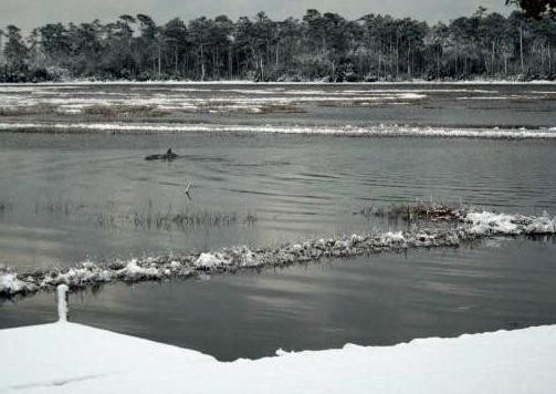 Bear Creek snow and dolphin