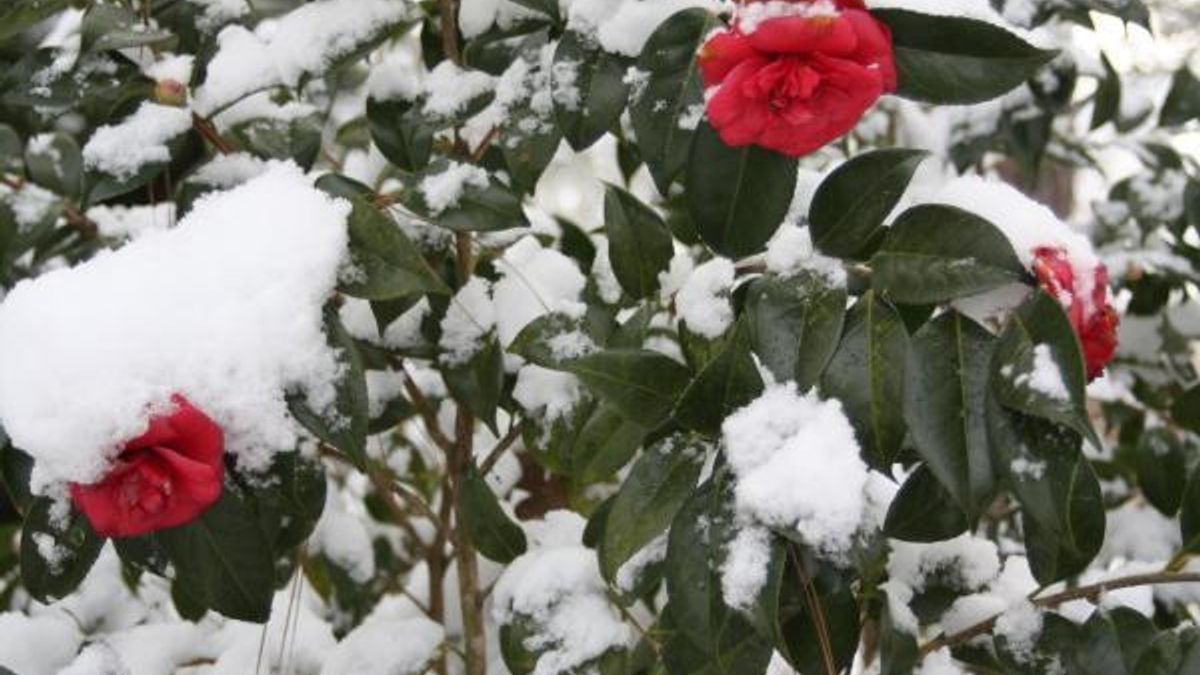 Roseboro Snow