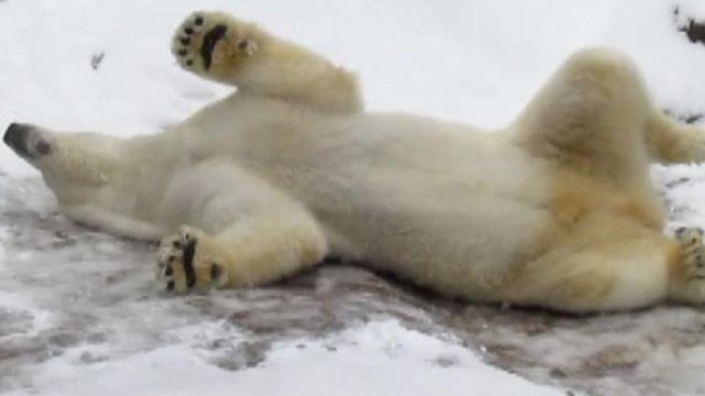 Polar bear at N.C. zoo feels right at home in snow