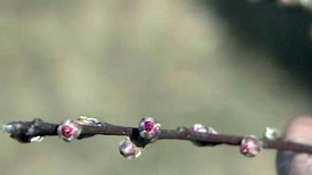 Farmers fear spring freeze after warm winter