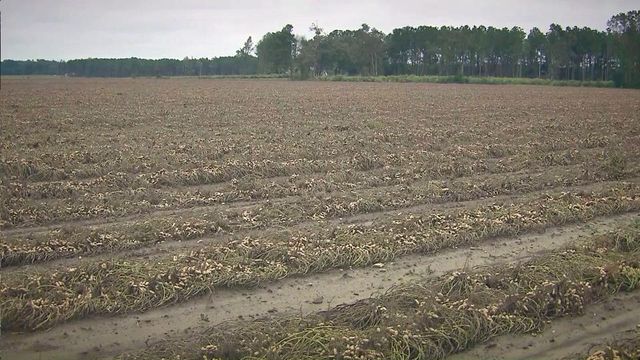 NC peanut crop swamped by flooding