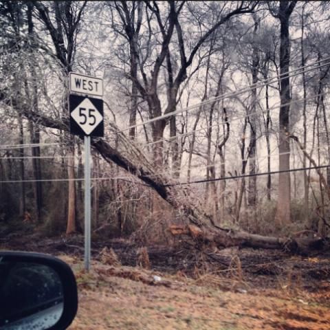 Downed trees in Coats, N.C.