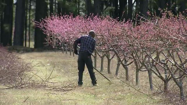 Late chill makes peach farmers anxious