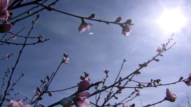 Windmills could help Moore peach orchard survive frost