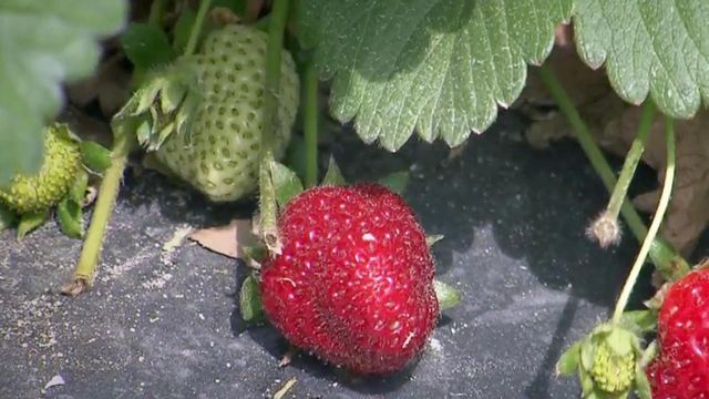 Strawberries ready for the picking at area farms