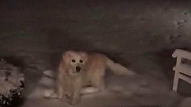 Pinehurst dog during Wednesday's winter weather