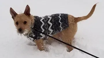 With fur coats, animals enjoy the snow