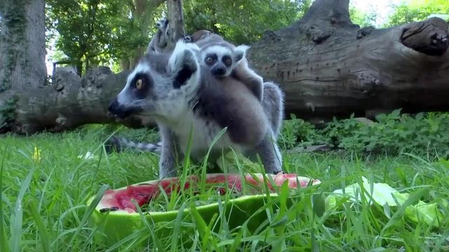 Raw: Zoo animals, people in Europe continues to bake