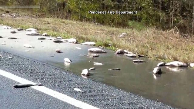 Dead fish left behind on I-40 after floodwaters recede