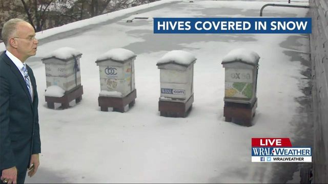 What do the bees do when it snows? Mike Maze explains