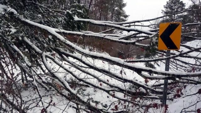 Downed trees can't stop Orange farmer from work