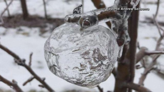 Freezing rain creates 'ghost apples'