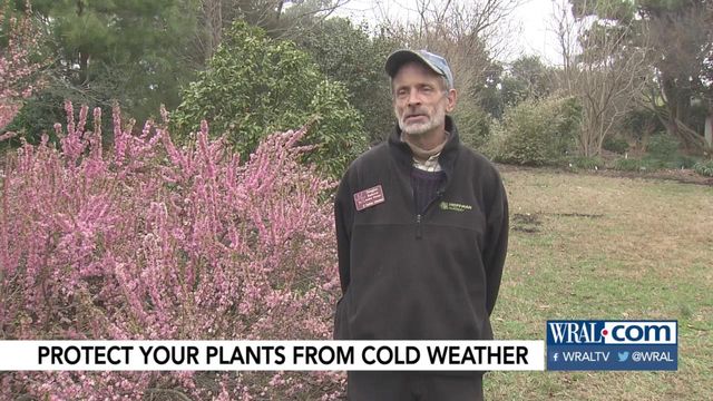 Protect your plants from cold weather this week