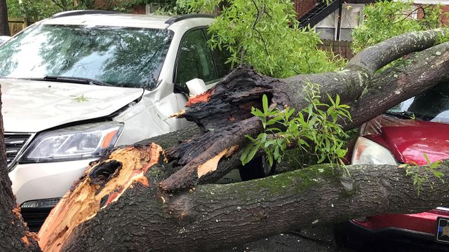 Trees down across region after Monday storms