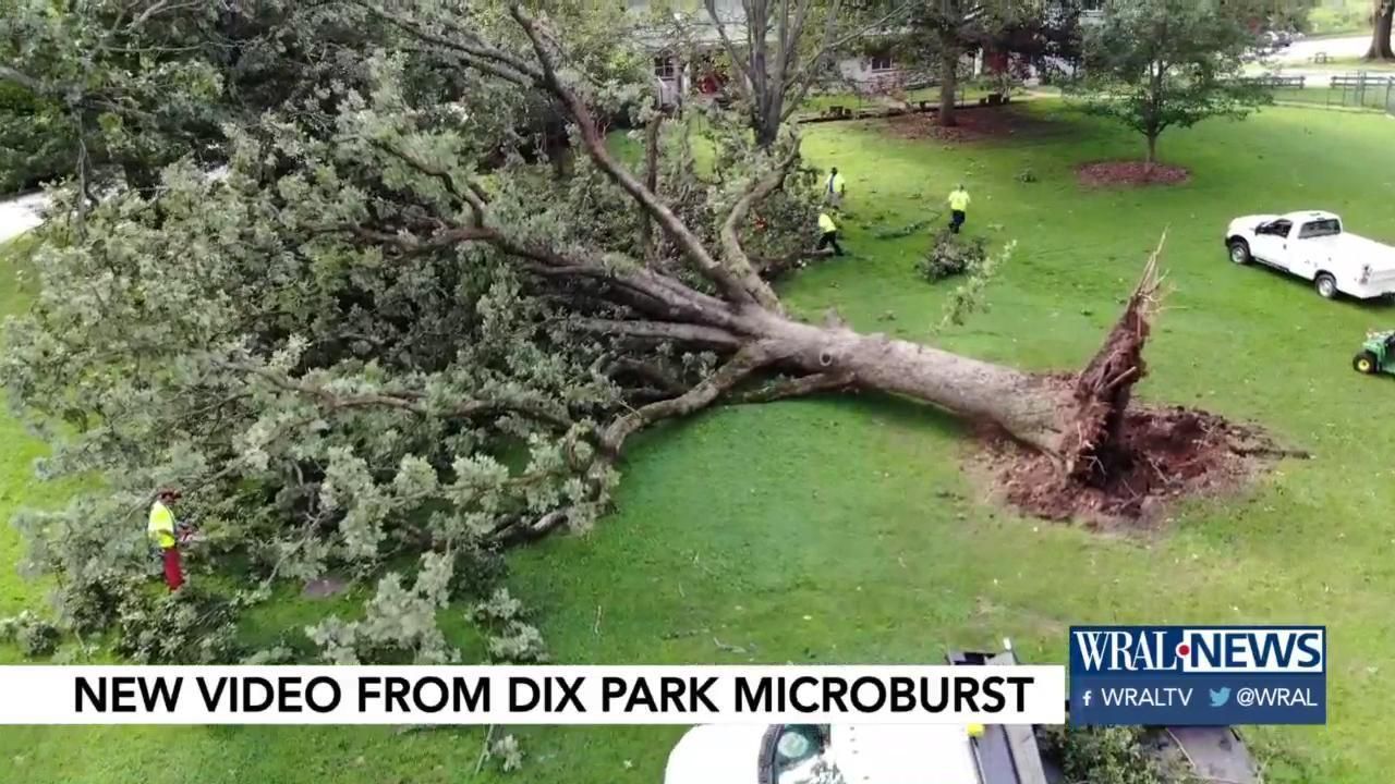 Monday storms topple large trees and leave mess at Dix Park