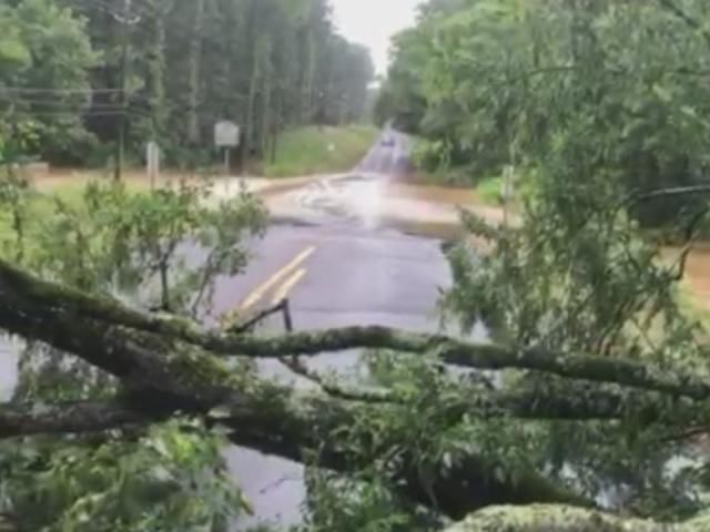 In Wet And Windy Weather, Here's How To Tell If Your Trees Are Likely 