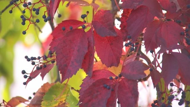 Peak color: How 'leaf peepers' create fall forecast